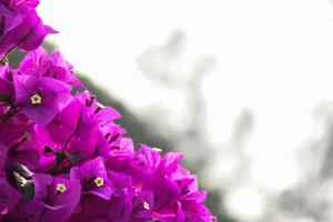 Bougainvillea-Blume am Morgen mit verschwommenem Hintergrund foto