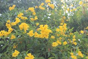 gelber Holunder, Trompetenbusch, Trompetenblume, gelbe Trompetenblume, gelber Trompetenbusch foto