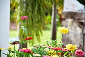 Zinnienblumen im Blumenbeet, natürlicher Hintergrund. foto