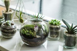 Florarium mit Moos und Sukkulenten drinnen auf weißem Tisch foto