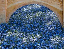 Darstellung blauer Blumen in East Grinstead foto