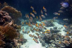 viele verschiedene Fische im Meer foto