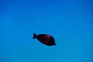 einzelner Fisch im blauen Wasser foto