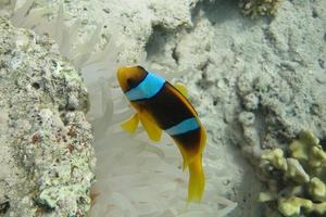 einzelner Anemonenfisch des Roten Meeres foto