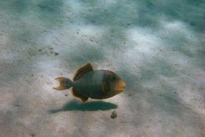 Gelbrand-Drückerfisch schwimmt foto