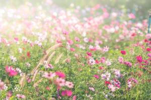 weicher, selektiver Fokus des Kosmos, verschwommene Blume für den Hintergrund, bunte Pflanzen foto