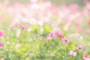 weicher, selektiver Fokus des Kosmos, verschwommene Blume für den Hintergrund, bunte Pflanzen foto