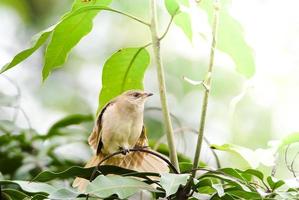 ein Gartenbulbul, der auf einem Ast thront foto