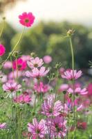 weicher, selektiver Fokus des Kosmos, verschwommene Blume für den Hintergrund, bunte Pflanzen foto