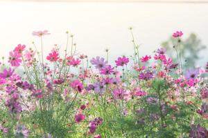 Kosmosblumen in der Natur, süßer Hintergrund foto