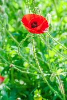 rote und rosa Mohnblumen in einem Feld, rote Papaverrote und rosa Mohnblumen in einem Feld, rote Papaver foto