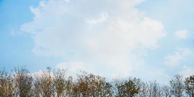 Teakbäume im landwirtschaftlichen Wald mit Wolken und blauem Himmelshintergrund. foto