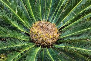 Cycas Circinalis, Queen Sago, weiblicher Zapfen foto