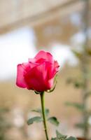 eine süße rosa Rose. foto