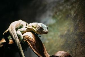 Eidechse in einem Zoo foto