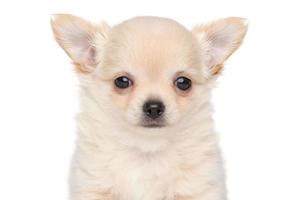 langhaariger Chihuahua-Welpe foto