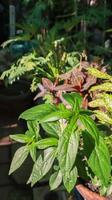 Kariyat oder Andrographis Paniculata Blatt, traditionelle thailändische Kräutermedizin. foto