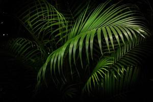 grüne tropische palmblätter, dunkelgrüner hintergrund. foto