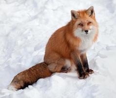 junger roter Fuchs, der die Kamera betrachtet foto