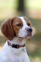 Bretagne Spaniel, junger Hund, Porträt