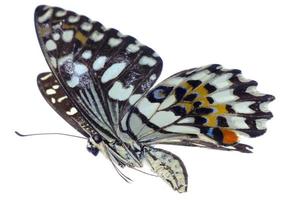 fliegender Zitrus-Schwalbenschwanz-Limettenschmetterling foto