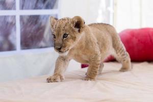 süßes kleines Löwenbaby foto