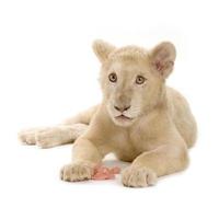 weißes Löwenbaby (5 Monate) foto
