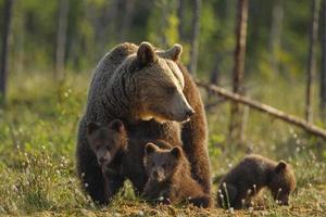 Braunbärenfamilie