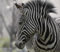 Zebra foto