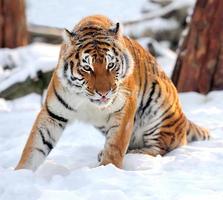 Tiger foto