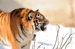 Tiger mit entblößten Zähnen foto