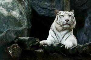 weißer Bengal-Tiger foto