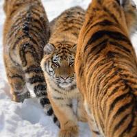 drei Tiger foto