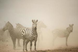Zebra stehend im Staub, Serengeti, Tansania, Afrika