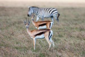 Antilopen und Zebra auf einem Hintergrund des Grases. Safari in foto