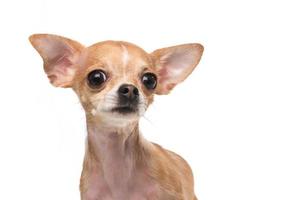 Chihuahua-Porträt