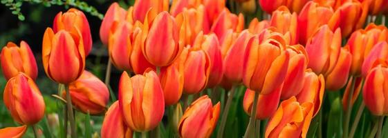 blühende bunte Tulpen. Frühlingssymbol, Banner für Design.