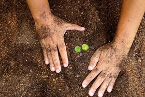 Nahaufnahmehand der Person, die Fülleboden mit Jungpflanze in der Hand für die Landwirtschaft hält oder Pfirsichnaturkonzept pflanzt. foto