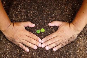 Nahaufnahmehand der Person, die Fülleboden mit Jungpflanze in der Hand für die Landwirtschaft hält oder Pfirsichnaturkonzept pflanzt. foto