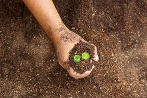 Nahaufnahmehand der Person, die Fülleboden mit Jungpflanze in der Hand für die Landwirtschaft hält oder Pfirsichnaturkonzept pflanzt. foto