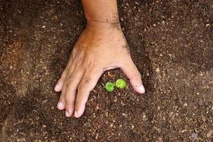 Nahaufnahmehand der Person, die Fülleboden mit Jungpflanze in der Hand für die Landwirtschaft hält oder Pfirsichnaturkonzept pflanzt. foto