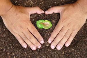 Nahaufnahmehand der Person, die Fülleboden mit Jungpflanze in der Hand für die Landwirtschaft hält oder Pfirsichnaturkonzept pflanzt. foto