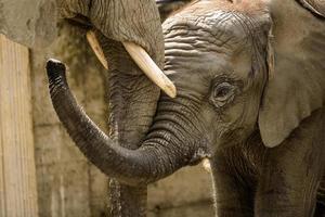 Elefantenbaby foto