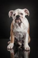 Studiofoto der englischen Bulldogge über schwarzem Hintergrund