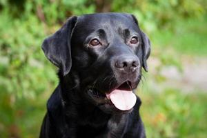 Schnauze schwarzer Labrador