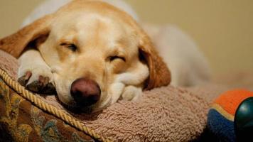 Hund schläft auf Hundebett
