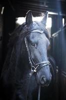 friesisches Pferd foto