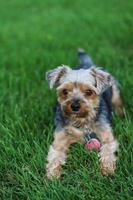 Yorkie Terrier im Gras foto