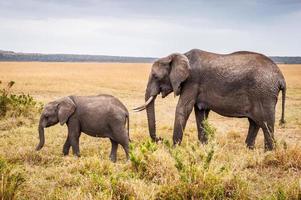 Tiere in Kenia