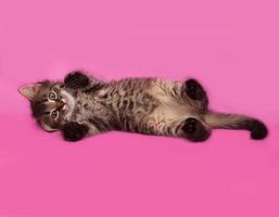 sibirisches flauschiges getigertes Kätzchen liegt auf rosa foto